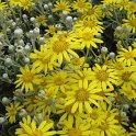 Brachyglottis greyi fleur P19